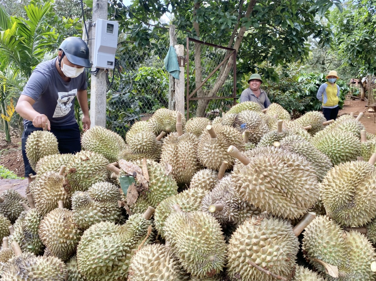 Giá sầu riêng tăng cao, Đắk Lắk dự kiến có mùa bội thu kỷ lục (20/7/2023)